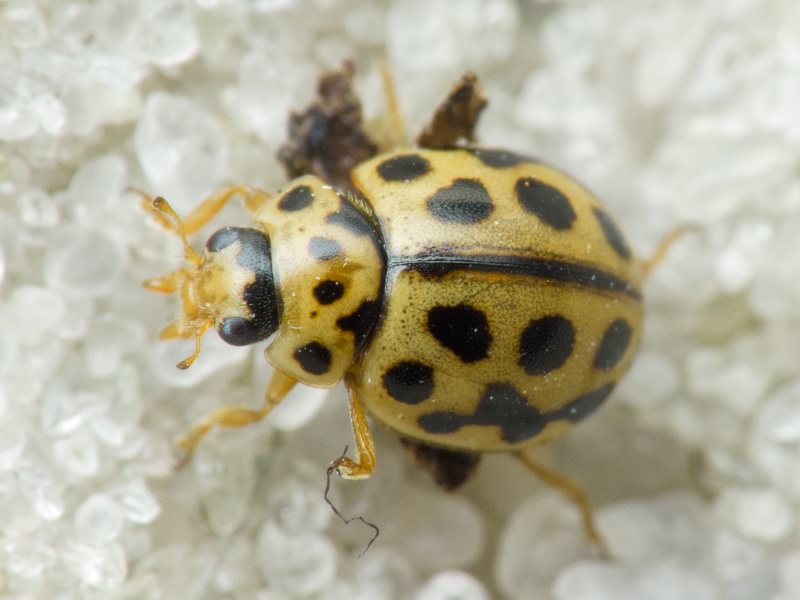 Tytthaspis sedecimpunctata (Linnaeus, 1758)